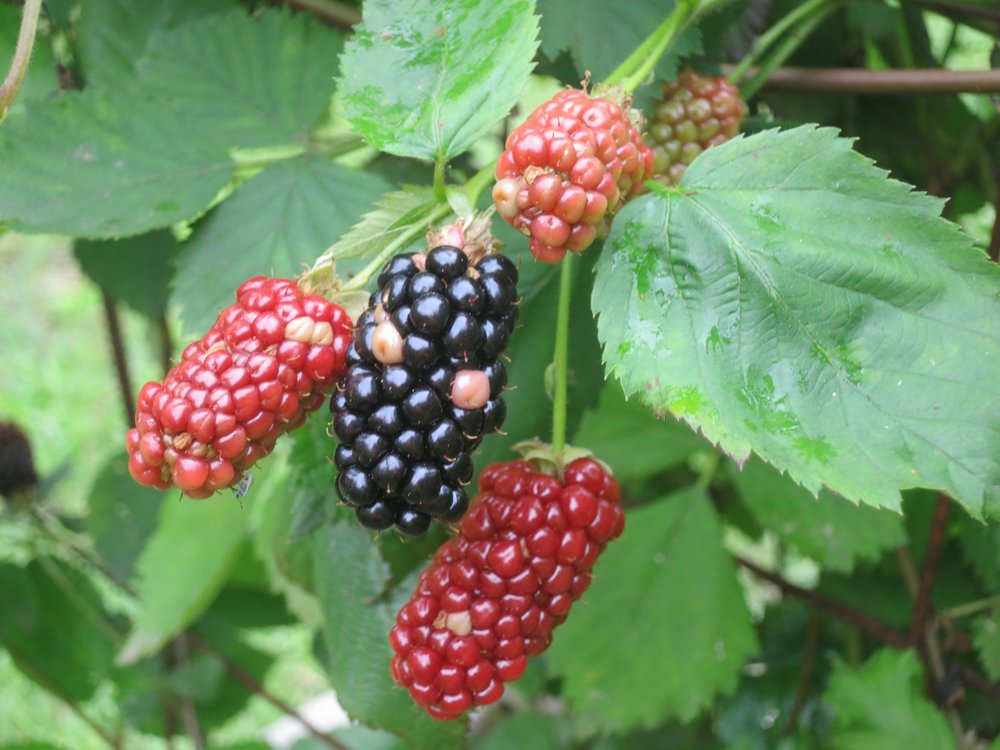 In The Garden Pampas Grass Vines Black Berry Vines And More