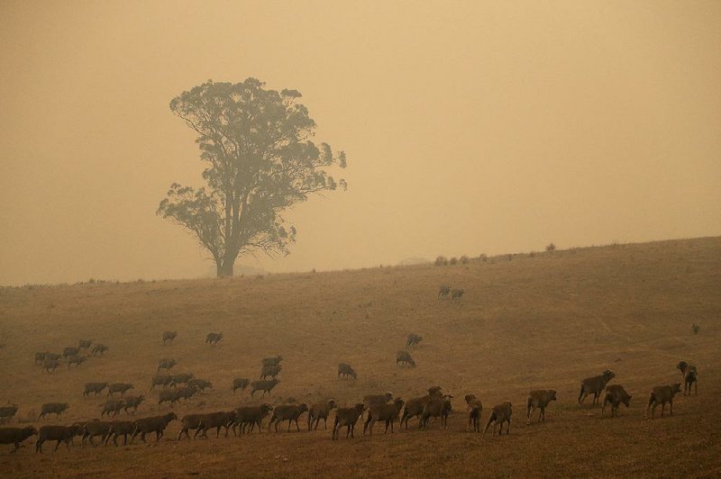 Sheep graze in a smoke-hazed field Saturday at Burragate in New South Wales, Australia. 