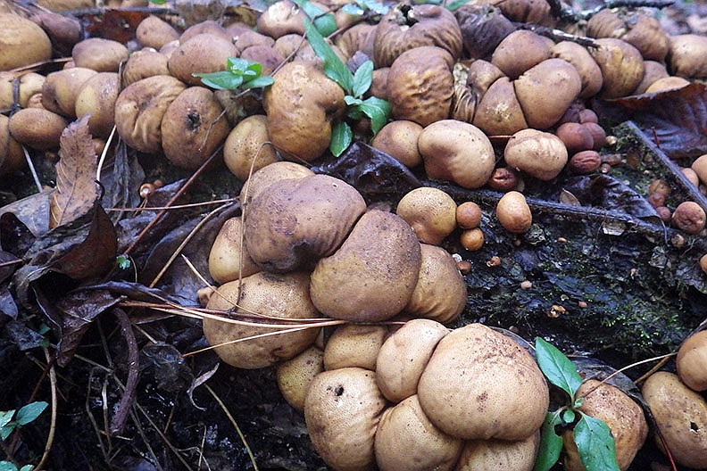 Cove Creek Natural Area offers wonderful views, diverse habitats Hot Springs Sentinel Record