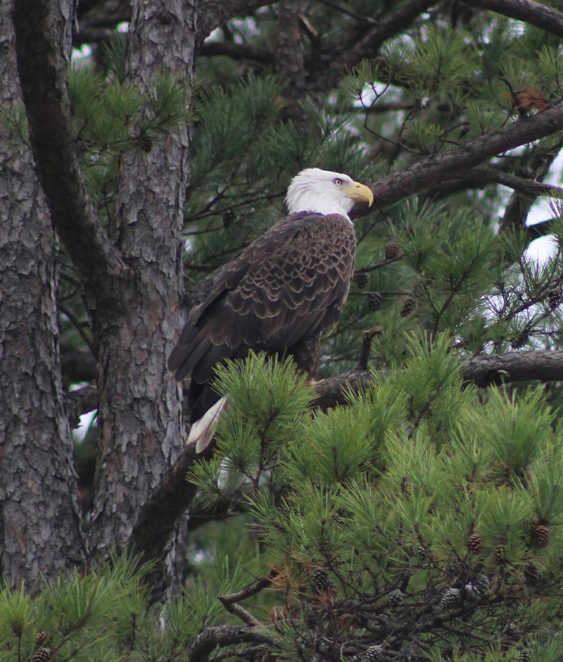 A bald eagle is spotted on day two of the U.S. Army Corps of Engineers' annual eagle survey Thursday. Joe Bailey, natural resources program manager at Lake Ouachita, said the eagle count shows the lake has a healthy eagle population. - Photo by Tanner Newton of The Sentinel-Record