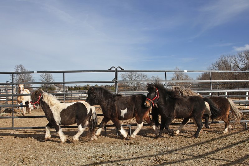 In this Wednesday, Dec. 11, 2019 photo, a group of recently acquired miniature horses run in their paddock at Nexus Equine in Edmond, Okla. In partnership with a pilot program run by the American Society for the Prevention of Cruelty to Animals, Nexus Equine works to rescue horses and re-home them, providing care and training before the horses are adopted out. - AP Photo/Sue Ogrocki story.lead_photo.caption