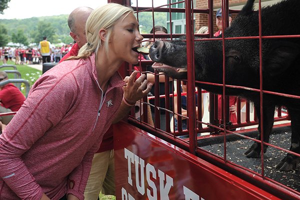 Then-University of Arkansas volleyball operations director Blaire Hiler feeds Tusk IV a piece of apple during Fan Day on Sunday, Aug. 18, 2013, outside Bud Walton Arena in Fayetteville. Tusk IV died Sunday of natural causes less than a year after its retirement as the Razorbacks' live mascot.