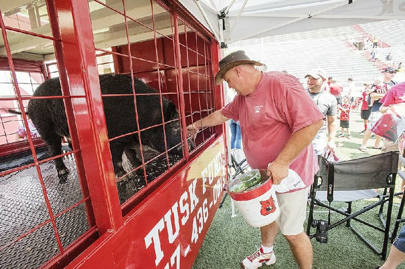 Keith Stokes of Dardanelle feeds Tusk IV, the official University of Arkansas mascot, during 2015 Arkansas Fan Day at Reynolds Razorback Stadium in Fayetteville. Tusk IV, who was the longest-serving mascot at Arkansas, died Sunday at age 9.