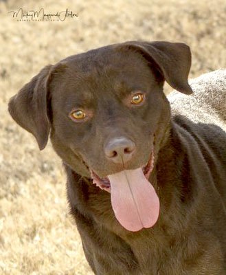 SUBMITTED Gus is a Lab mix with a very good disposition and doesn't seem to be bothered by other dogs. He appears to be 8 to 10 months old. He is dark brown and has the typical Lab puppy energy but, for his age, settles down quickly and is a good boy. He is ready for a forever home. He will be neutered before leaving the shelter. To meet Gus or for more information, call Rickey 479-752-7235.