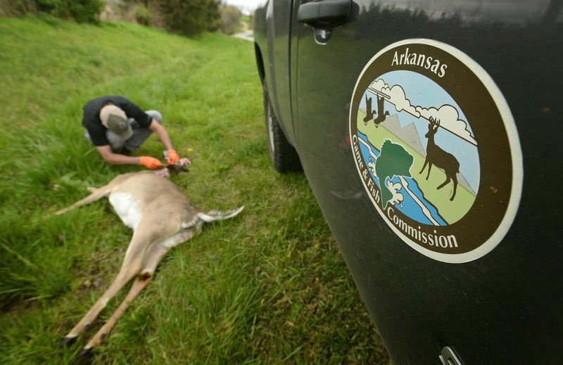Levi Horrell, Arkansas Game and Fish Commission biologist, takes tissue samples in April 2016 from a roadkill whitetail deer along Arkansas 221 outside Berryville. The commission has been collecting lymph node and brain stem tissue samples from roadkill deer and elk to test for the presence of chronic wasting disease. (File Photo/NWA Democrat-Gazette/Ben Goff)