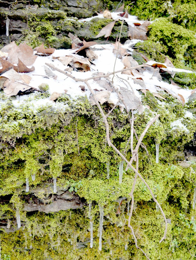 Keith Bryant/The Weekly Vista Snow caps and icicles hang from a vibrant green moss clinging to a Bella Vistan rock face.