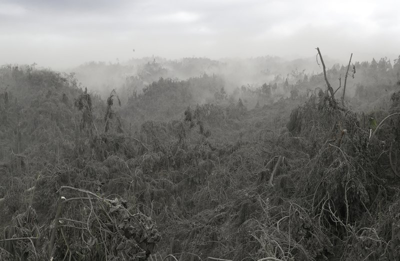 Clouds of volcanic ash rise up from damaged trees in Laurel, Batangas province, southern Philippines on Tuesday, Jan. 14, 2020. Taal volcano is spewing lava half a mile high and trembling with earthquakes constantly as thousands of people flee villages darkened and blanketed by heavy ash. (AP Photo/Aaron Favila)