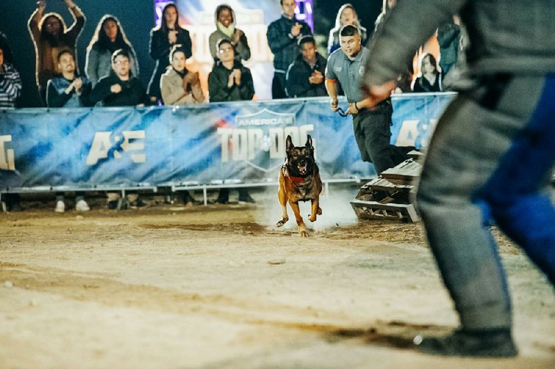 A&E’s new competition series America’s Top Dog brings together K-9 dogs and highly trained civilian dogs from across the country to compete in the ultimate canine obstacle course.
(A&E/Nico Therin)