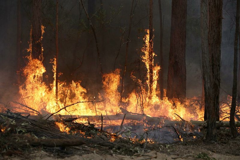 Flames from a controlled fire burn up tree trunks as firefighters work at building a containment line at a wildfire near Bodalla, Australia, Sunday, Jan. 12, 2020. Authorities are using relatively benign conditions forecast in southeast Australia for a week or more to consolidate containment lines around scores of fires that are likely to burn for weeks without heavy rainfall. 
(AP Photo/Rick Rycroft)