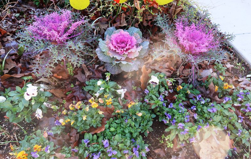 These winter annuals only need a little fertilizer once a month to go on looking their best. (Special to the Democrat-Gazette/Janet B. Carson)
