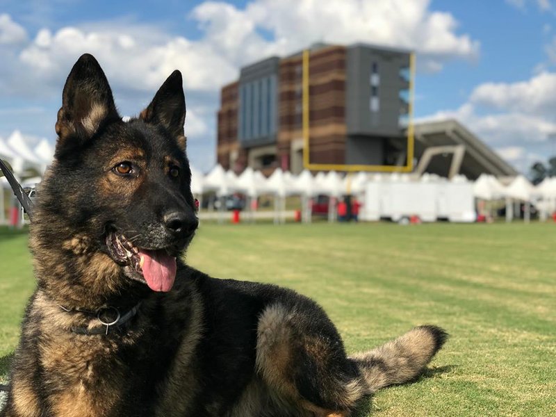 Jonesboro police K-9 Gabo is shown in this September 2019 Jonesboro Police Department photo. The German shepherd became ill and died Thursday, according to the Jonesboro Police Department’s Facebook page. The dog was 8 years old.