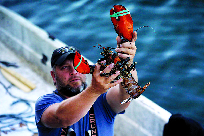 A dealer at Cape Porpoise holds a 3½-pound lobster in Kennebunkport, Maine, in August.
(AP/Robert F. Bukaty)