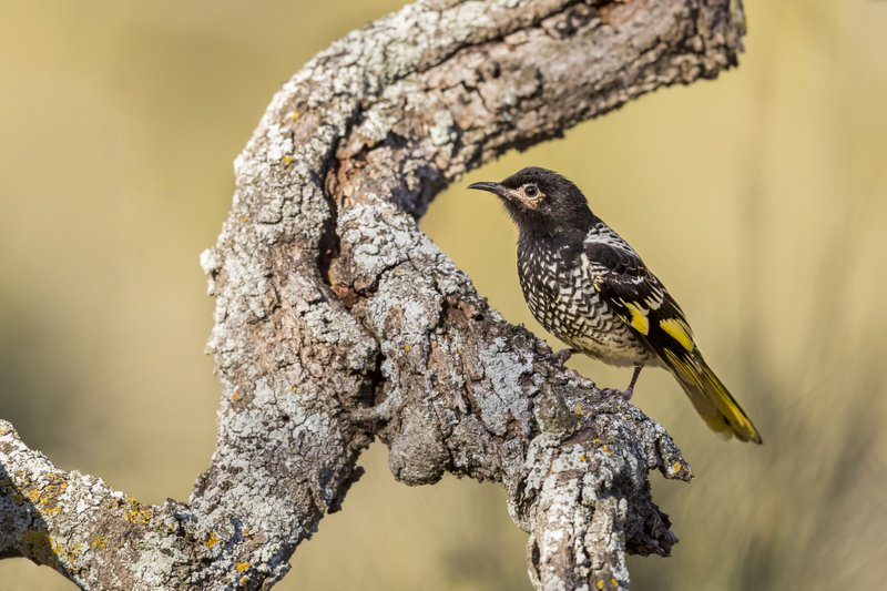 This 2017 photo provided by David Stowe shows a female regent honeyeater in Capertee National Park, New South Wales, Australia. There are only 300 to 400 of the birds left in the wild, says Ross Crates, an ecologist at Australia National University. They are dependent on nectar from certain eucalyptus tree blossoms, but the dry weather has meant that many trees are producing no nectar. (David Stowe/davidstowe.com.au via AP)