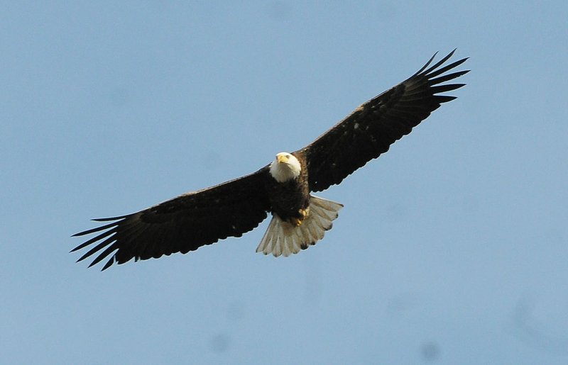 Bald eagles, such as this adult photographed near Lost Bridge park, are winter visitors at Beaver Lake. Pontoon boat cruises offered by Hobbs State Park-Conservation Area are a good opportunity to see them. (NWA Democrat-Gazette/Flip Putthoff)