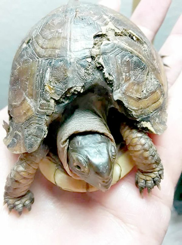 Turtle rehabber looking for helpers | The Weekly Vista