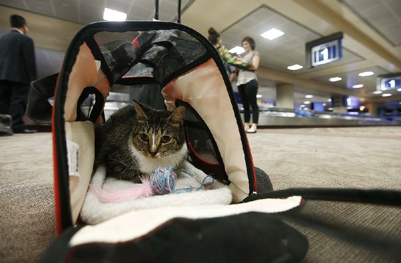 The rules proposed Wednesday to ban all service animals except dogs would narrow the Transportation Department’s formal guidance from 2019, when it said cats and miniature horses should also  be prioritized.
(AP/Ross D. Franklin)