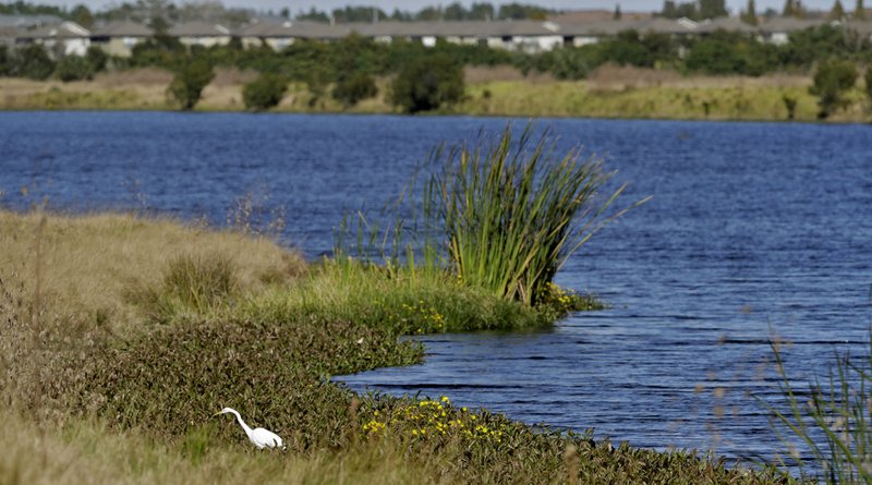 An egret hunts for food along Valhalla Pond in Riverview, Fla., in December 2018. The federal government finalized a policy change Thursday that narrows environmental protection for streams, wetlands and other bodies of water.
(AP/Chris O’Meara)