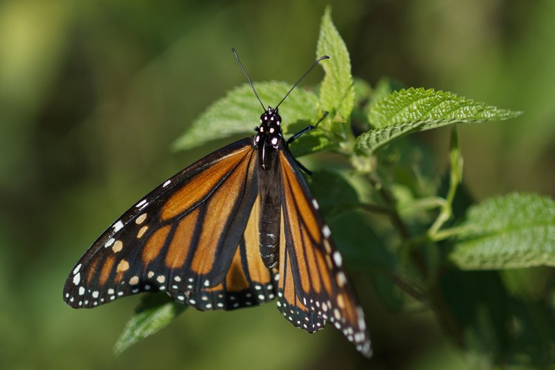 A monarch butterfly rests on a plant at Abbott’s Mill Nature Center in Milford, Del.
(AP/Carolyn Kaster)