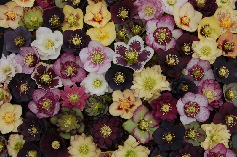Ernie and Marietta O'Byrne have spent almost 30 years perfecting Lenten rose hybrids at Northwest Garden Nusery in Eugene, Ore. (Courtesy Ernie O'Byrne/Northwest Garden Nursery/via The Washington Post)