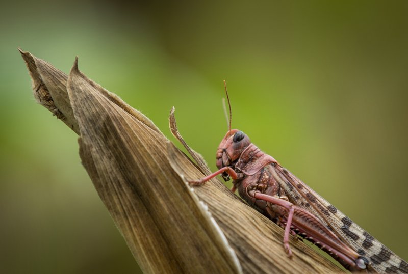 A desert locust sits on a maize plant at a farm in Katitika village, Kitui county, Kenya Friday, Jan. 24, 2020. Desert locusts have swarmed into Kenya by the hundreds of millions from Somalia and Ethiopia, countries that haven't seen such numbers in a quarter-century, destroying farmland and threatening an already vulnerable region. (AP Photo/Ben Curtis)