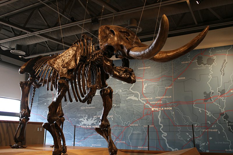 The Sentinel-Record/Tanner Newton ONE OF THE BEST: A mastodon skeleton is one of the exhibits at Mid-America Science Museum, which has been nominated for USA Today's 10Best award for best science museum.