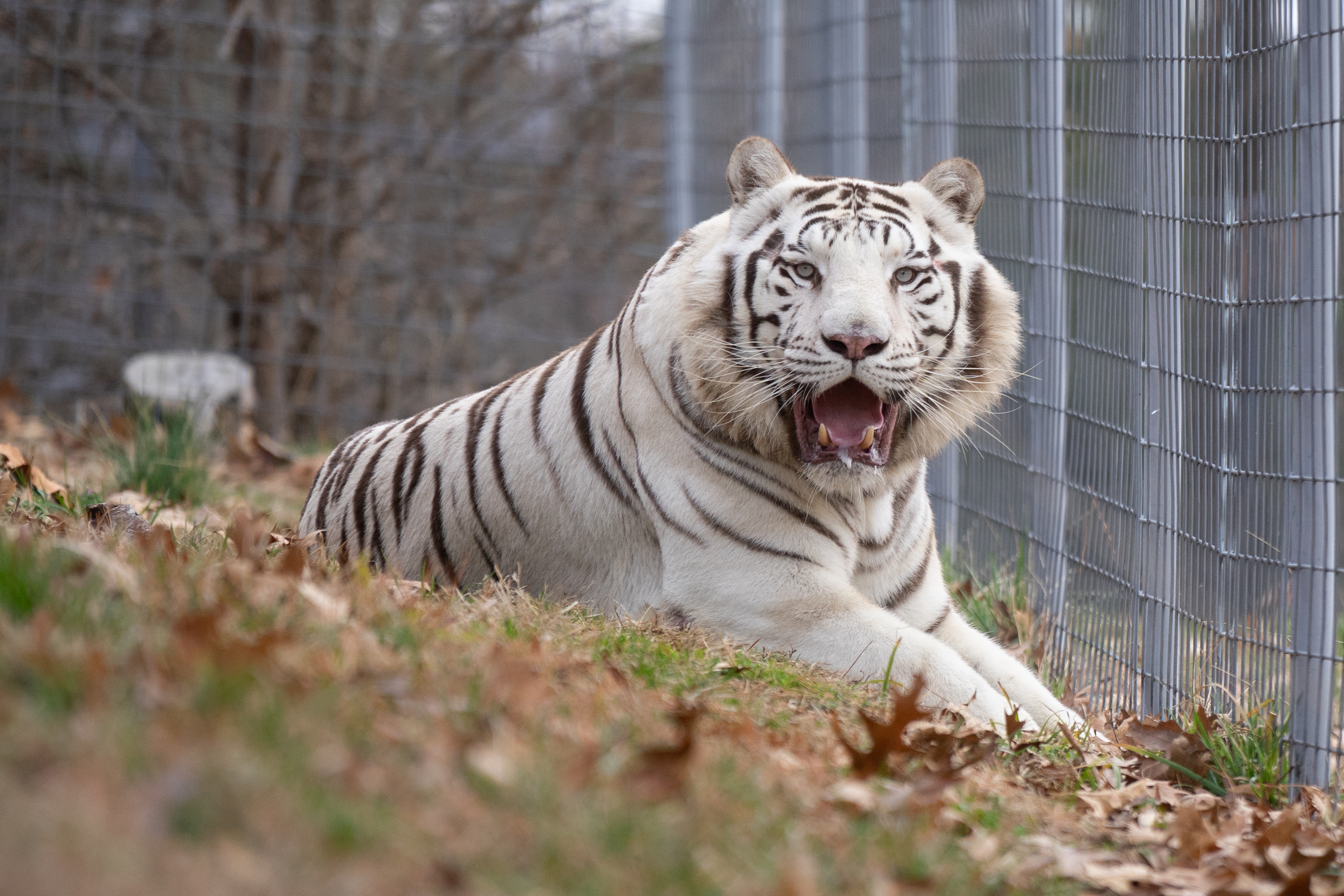 Arkansas Big Cat Sanctuary Distances Itself From Facilities In Netflix Show Tiger King