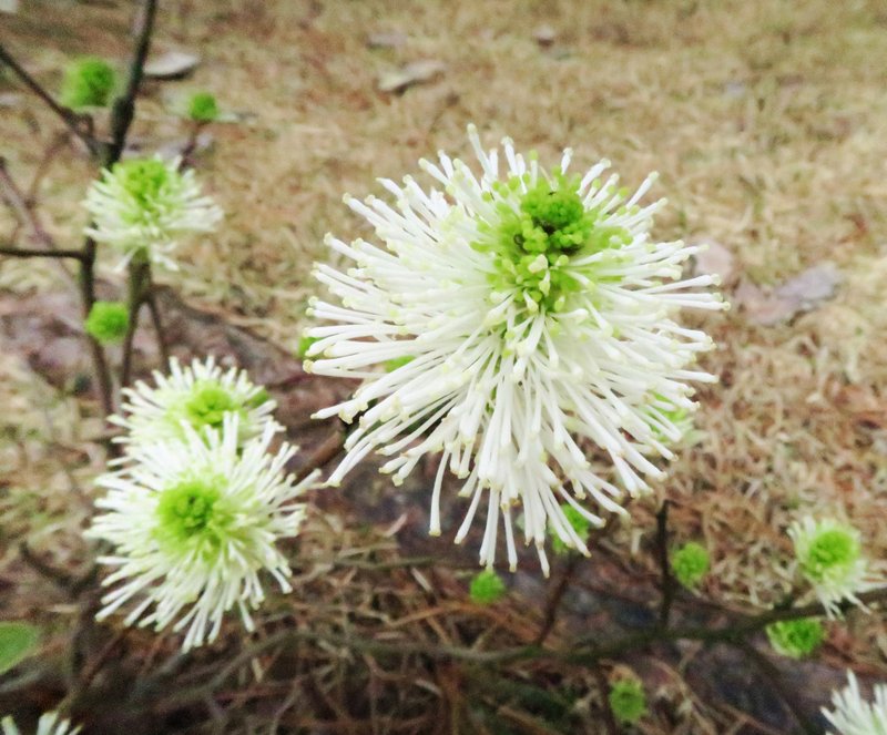 In early spring, before fothergilla's leaves appear, it sets creamy white, bottlebrush blooms with a honey-sweet fragrance. (Special to the Arkansas Democrat-Gazette/Janet B. Carson)