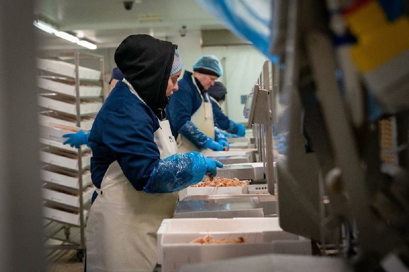 Workers last month at a fishing cooperative in Kilkeel harbor in Northern Ireland pack langoustines ready to be shipped to Italy.  