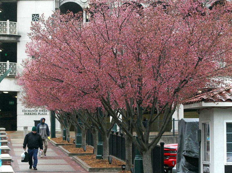 Japanese cherry blossom trees are in bloom in March 2019 near the Exchange Street Parking Plaza. - File photo by The Sentinel-Record