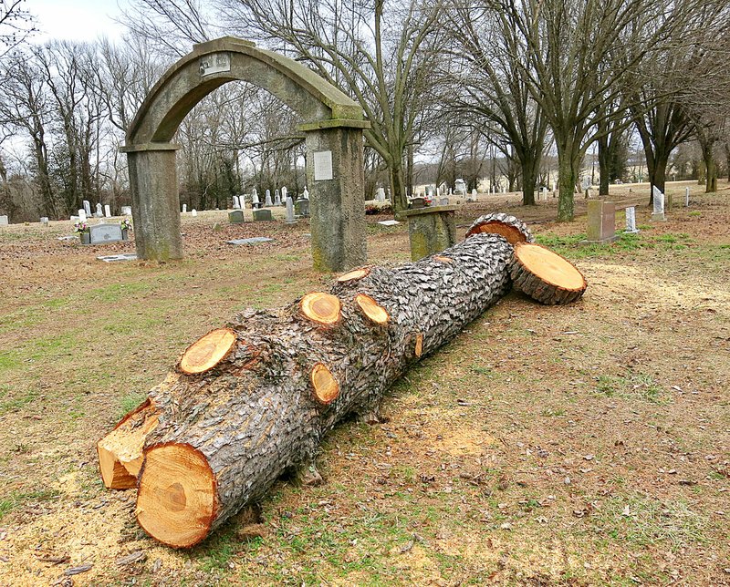 Westside Eagle Observer/SUSAN HOLLAND The trunk of a large pine tree that flanked the 1936 concrete arch at Bethel Cemetery lies on the ground just northwest of the arch. The tree was downed by workmen recently since it was leaning toward the arch and members of the Friends of Bethel Cemetery feared it might damage the historic structure.