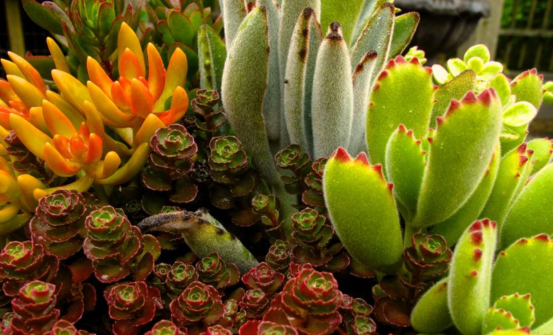 Succulents exemplify the kinds of houseplants that need little if any maintenance. Succulents can go for long spells without water and grow slowly so they seldom need pruning or repotting. (AP/Dean Fosdick)