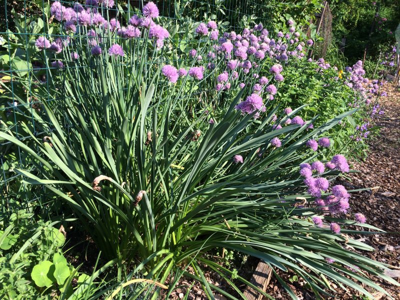 Chives are a staple of the culinary garden, and their late spring blossoms transform the most utilitarian plots. Breeders are introducing new colors. (The Washington Post/Adrian Higgins)