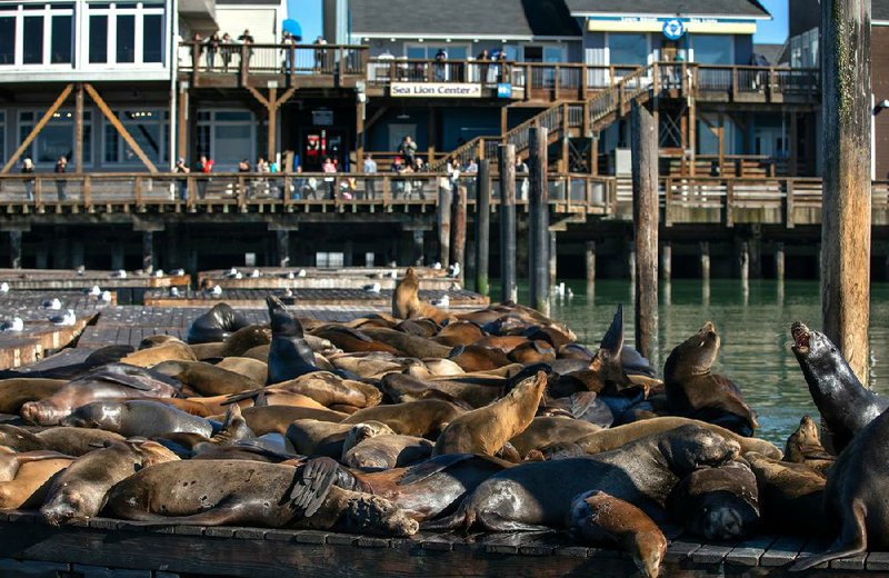 California sea lions, all males, draw an audience in January as they loll about on the dock at Pier 39 in San Francisco. Though popular in the Bay Area, when they head south they are sometimes welcomed with arrows, harpoons, electric cattle prods, gunfire, bombs and fish laced with chemicals.
(Los Angeles Times/Mel Melcon)