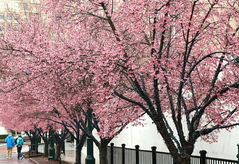 Pedestrians walk under Japanese cherry trees blossoming near the Exchange Street Parking Plaza on Tuesday. - Photo by Richard Rasmussen of The Sentinel-Record