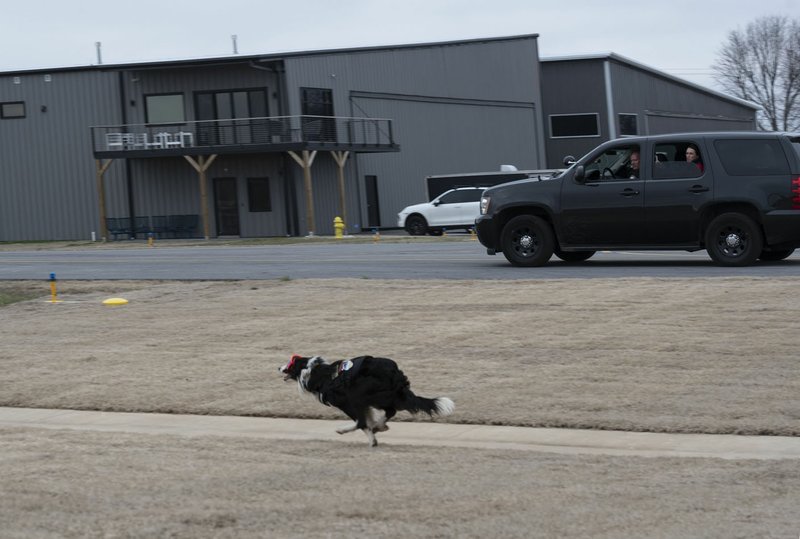 Handler Robin Fields drives an SUV as Rebecca Gibson with Flyaway Geese runs Greg a training border collie with Flyaway Geese down a taxiway at the Bentonville Municipal Airport's Thursday, during a training run. Fields who has been hired by the City of Bentonville is training to get a dog from Flyaway Geese to use to run off geese at the airport, Greg is first used to train Fields on how to handle the new border collie that the city is purchasing to do the work.
(NWA Democrat-Gazette/Spencer Tirey)