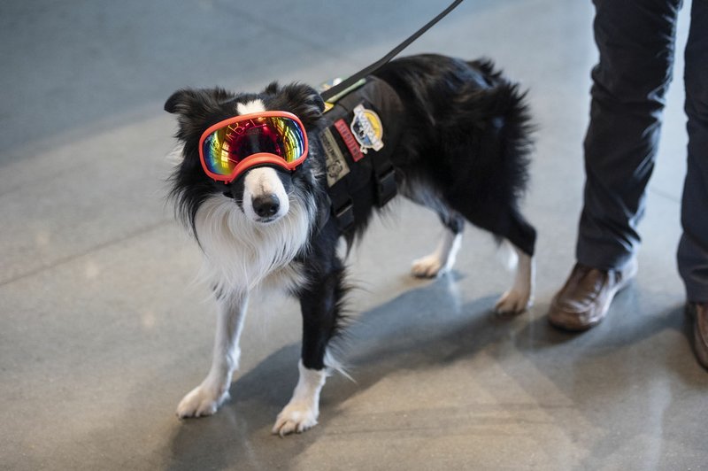 Greg a border collie from Flyaway Geese is fitted with special goggles when runs geese and other birds off the runway at Bentonville Municipal Airport's Thursday during a training run. The city of Bentonville recently decided to use a goose dog at the airport to run geese and other birds off the airport grounds. Greg which is a training dog is first used to train Robin Fields who is the trainer that will be handling a new border collie that the city is purchasing to do the work.
(NWA Democrat-Gazette/Spencer Tirey)