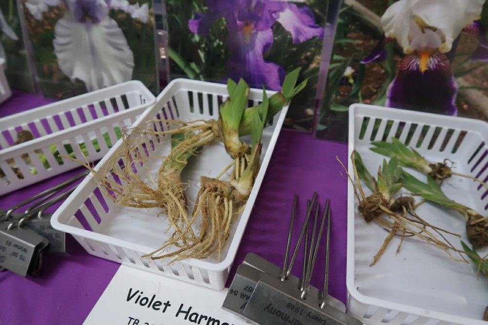 Iris rhizomes cleaned and ready for planting March 1, 2019, at the Arkansas Flower and Garden Show.
 (Special to the Democrat-Gazette/Janet B. Carson)