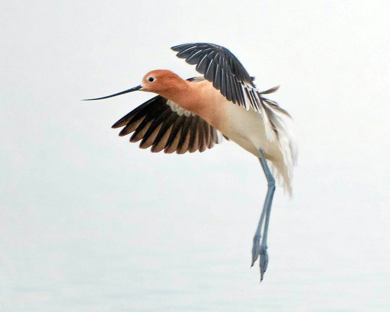 Hot Springs Village Audubon Society will offer a four-session birding workshop in March. - Submitted photo