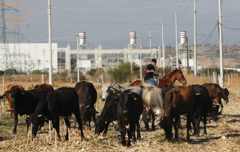 A farmer tends to his grazing cattle on Saturday near the newly built power plant in Huexca, Mexico. (AP/Eduardo Verdugo) 