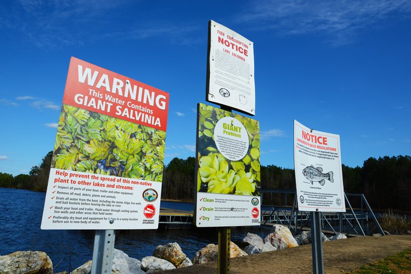 A series of warning and notice signs at Lake Columbia's South Shore Landing highlight the presence of giant salvinia in the water and tips on how to avoid its spread further. 