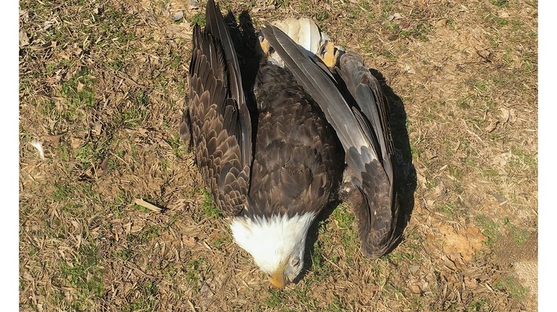 A AGFC photo shows a poached bald eagle in Cross County. 