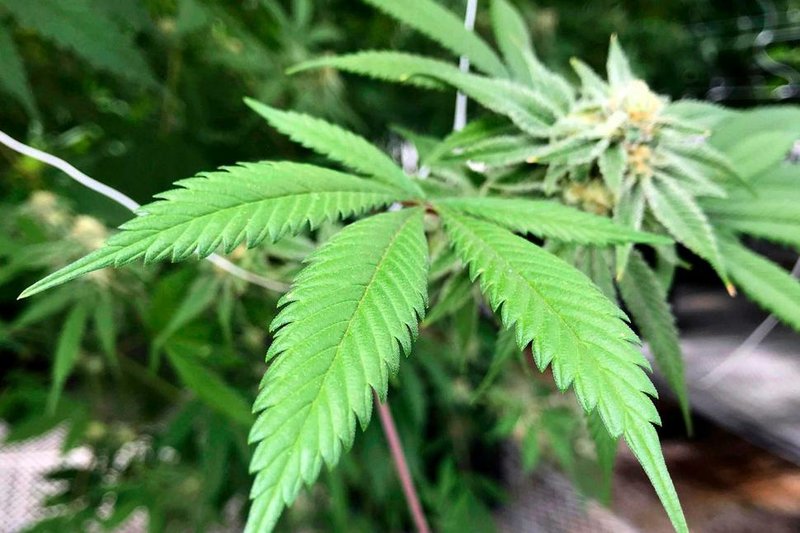 An Associated Press file photo shows the leaves of a marijuana plant. 