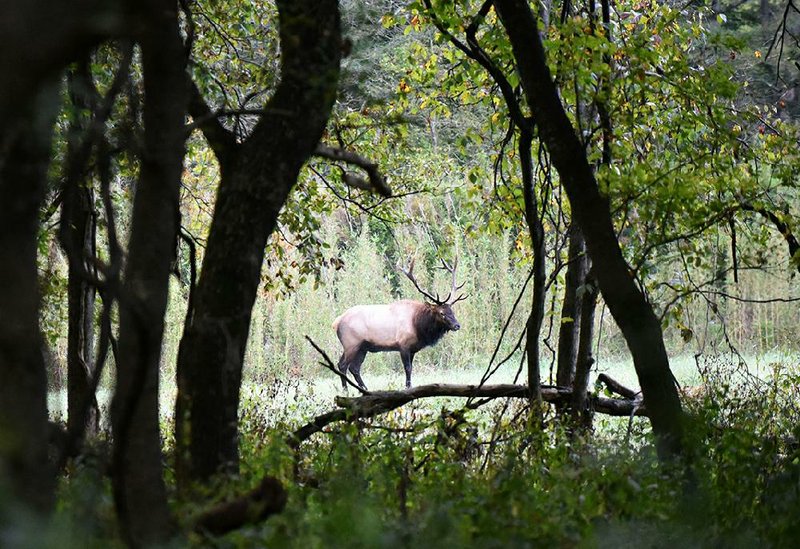 Large crowds turn out to see elk in the Buffalo National River area, especially in October and No- vember. A herd of 70 to 100 elk can often be seen along the river in Boxley Valley. (NW Arkansas-Democrat Gazette file photo) 