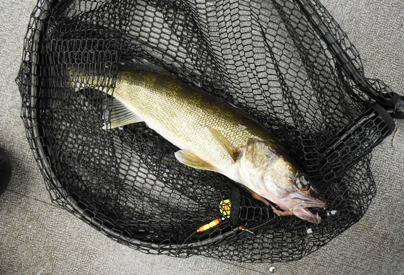Anglers eager for spawning runs at Beaver Lake