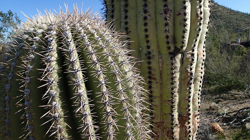 Photos Hikers Find Warm Winter Getaway In Sonoran Desert