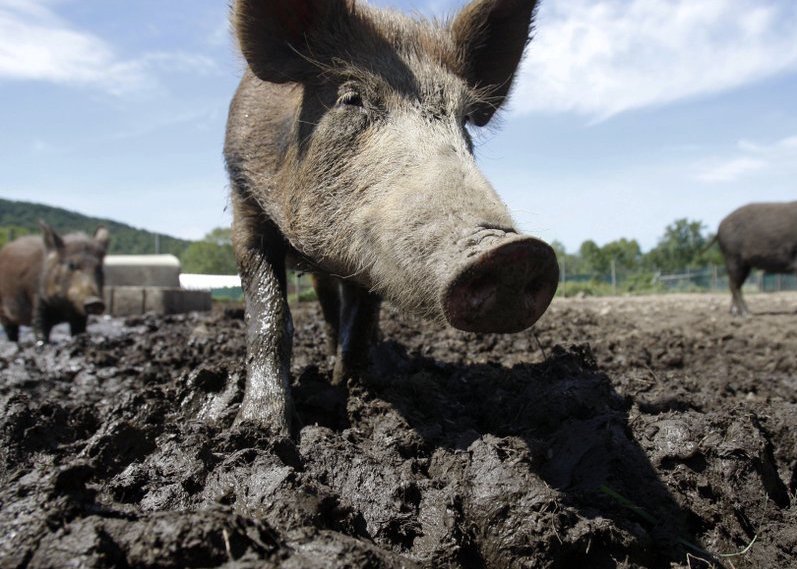A feral hog is shown in this Associated Press file photo.