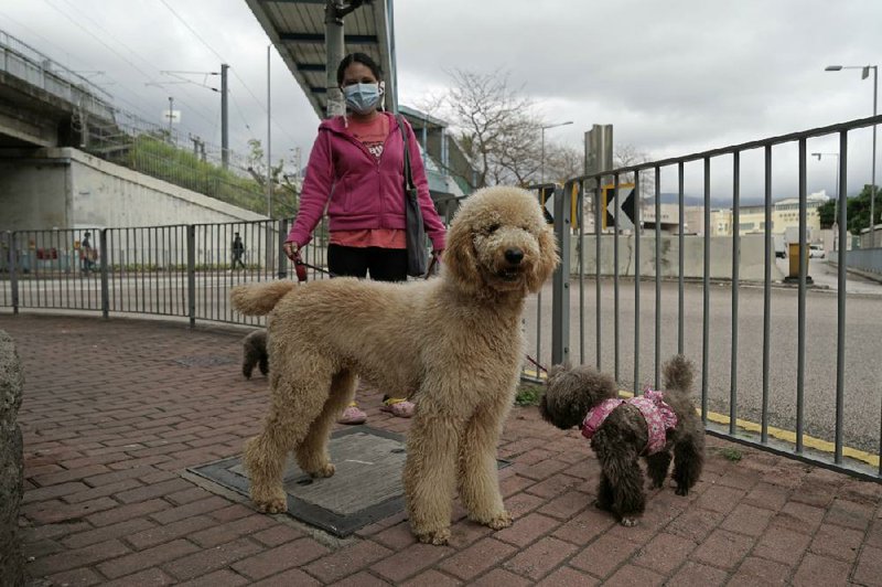 A woman walks her dogs Thursday in Hong Kong. While a dog in Hong Kong has tested weakly positive for the coronavirus, officials say pets do not spread the virus to humans.
(AP/Kin Cheung)
