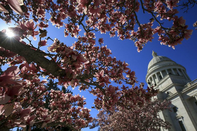  A saucer magnolia tree blooms Thursday March 5, 2020 in Little Rock on the grounds of the Arkansas State Capitol. (Arkansas Democrat-Gazette/Staton Breidenthal)  


