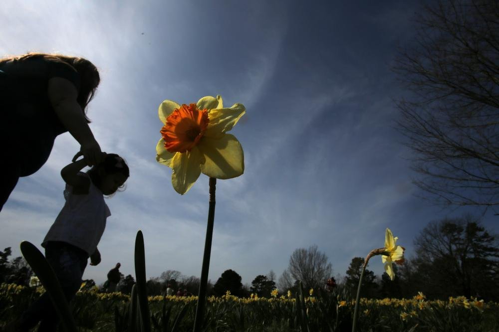 Wye Mountain Daffodil Festival The Arkansas DemocratGazette