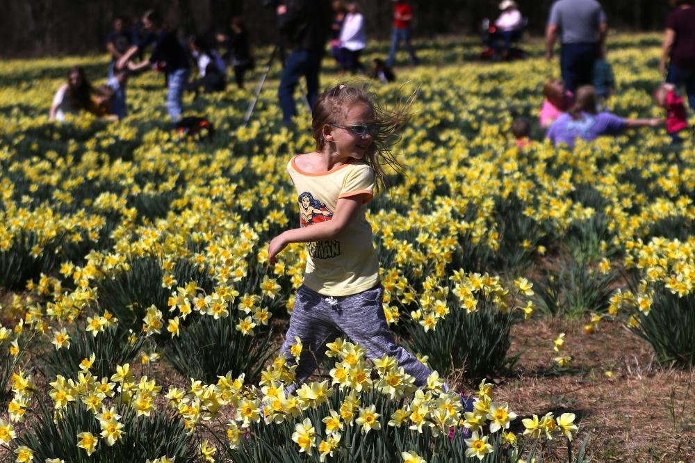 Wye Mountain Daffodil Festival